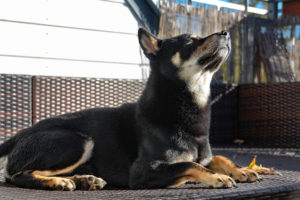Shiba auf Balkon 3