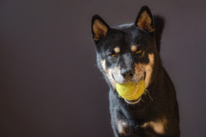 Black Shiba mit Ball