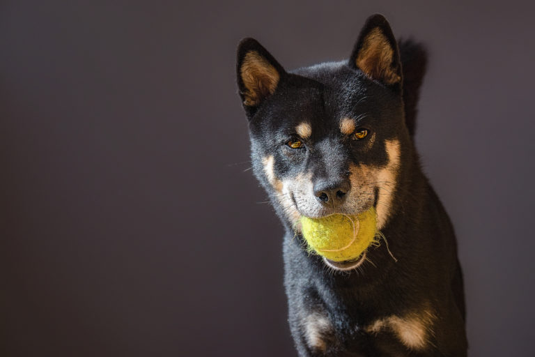 Akito mit Ball