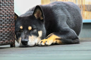 Shiba auf Balkon 2
