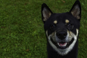 Shiba vor Wiese