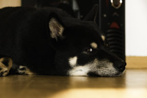Shiba schlaefrig