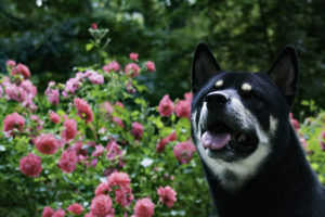 Shiba vor Blumen