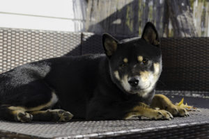 Shiba auf Balkon
