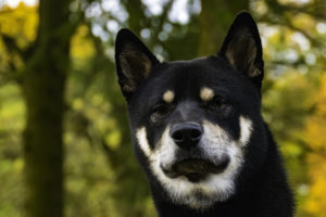Shiba im Herbst
