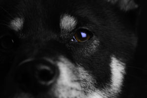 Shiba close up Auge