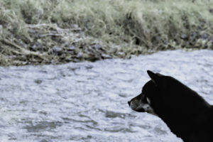 Shiba am Fluss