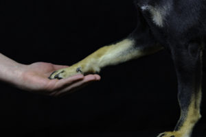 Shiba im Studio Pfote 2