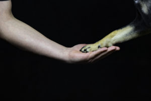 Shiba im Studio Pfote
