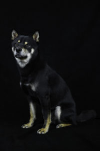 Shiba im Studio 4