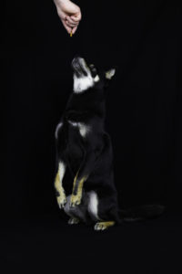 Shiba im Studio 3