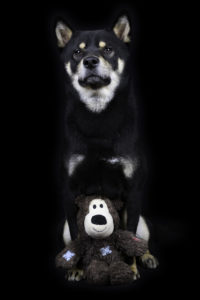 Shiba im Studio 2