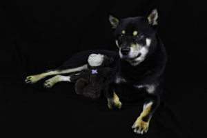 Shiba im Studio