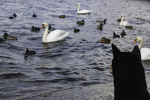 Shiba am See