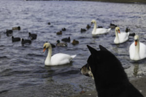 Shiba am See 2