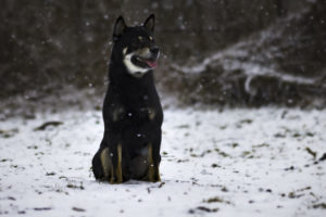 Shiba im Schnee 3