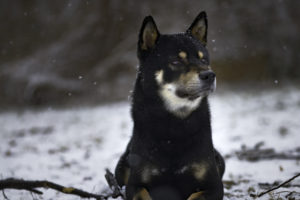 Shiba im Schnee 2