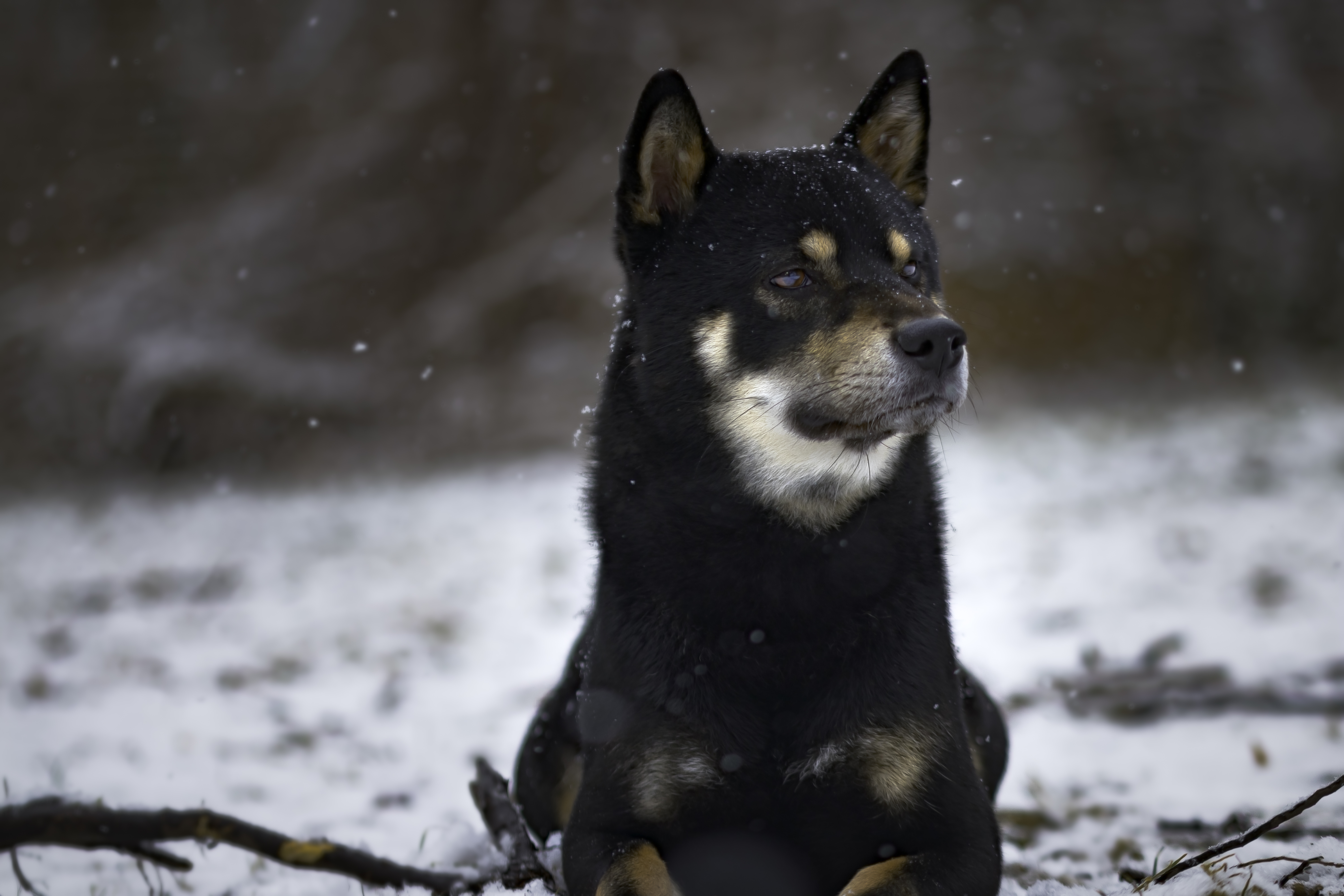 Shiba im Schnee 2