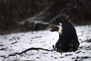 Shiba im Schnee