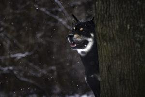 Shiba im Schnee 13