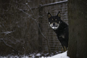 Shiba im Schnee 12