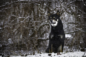 Shiba im Schnee 11