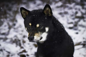 Shiba im Schnee 10