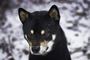 Shiba im Schnee 9