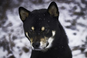 Shiba im Schnee 8