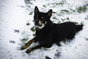 Shiba im Schnee 4