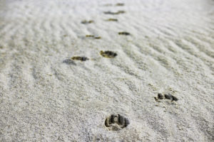 Pfotenabdruecke im Sand