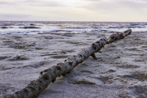 Ast am Strand 2
