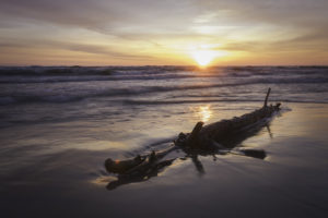 Ast im Meer zu Sonnenaufgang