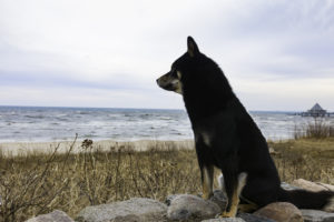 Shiba am Meer 3