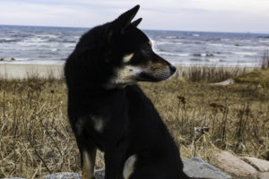 Shiba am Meer 2