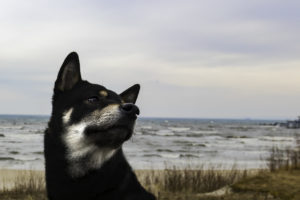 Shiba am Meer