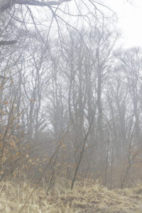 Nebliger Wald