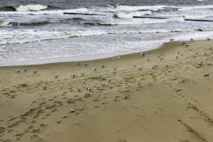 Moewen am Strand