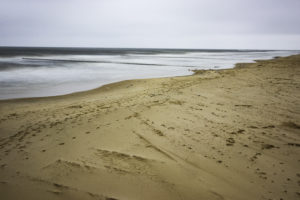 Moewen am Strand 2