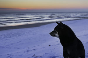 Shiba im Winter vor Meer 2