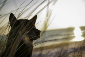 Shiba vor Meer und Gras 3