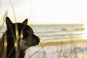Shiba vor Meer und Gras 2