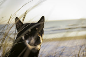 Shiba vor Meer und Gras