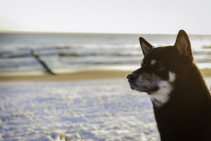 Shiba im Winter am Meer