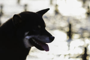 Shiba gegenlicht 2
