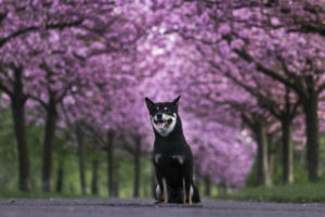 Black Shiba Sakura 4