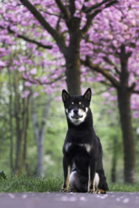 Black Shiba Sakura 2