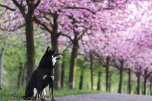 Black Shiba Sakura