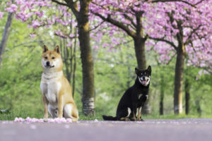 2 Shibas Sakura 4