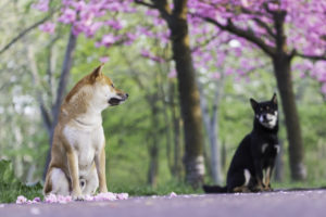 2 Shibas Sakura 3